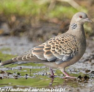 Oriental Turtle Dove