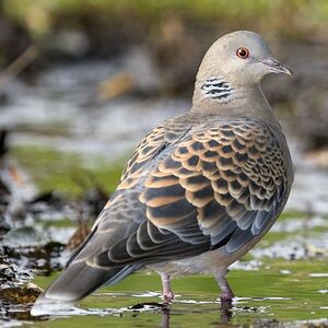 Oriental Turtle Dove
