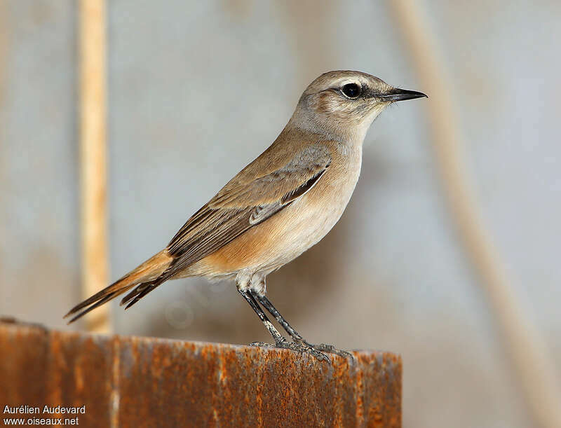 Red-tailed Wheatear, identification