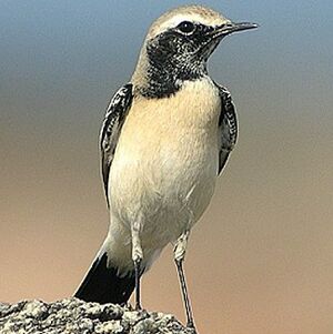 Desert Wheatear 
&copy; Aur�lien Audevard