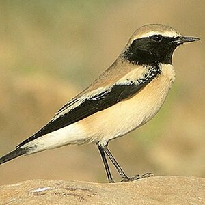 Desert Wheatear 
&copy; Aur�lien Audevard