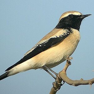 Desert Wheatear 
&copy; Aur�lien Audevard
