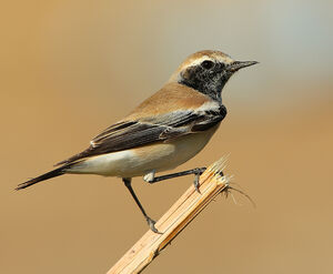 Desert Wheatear