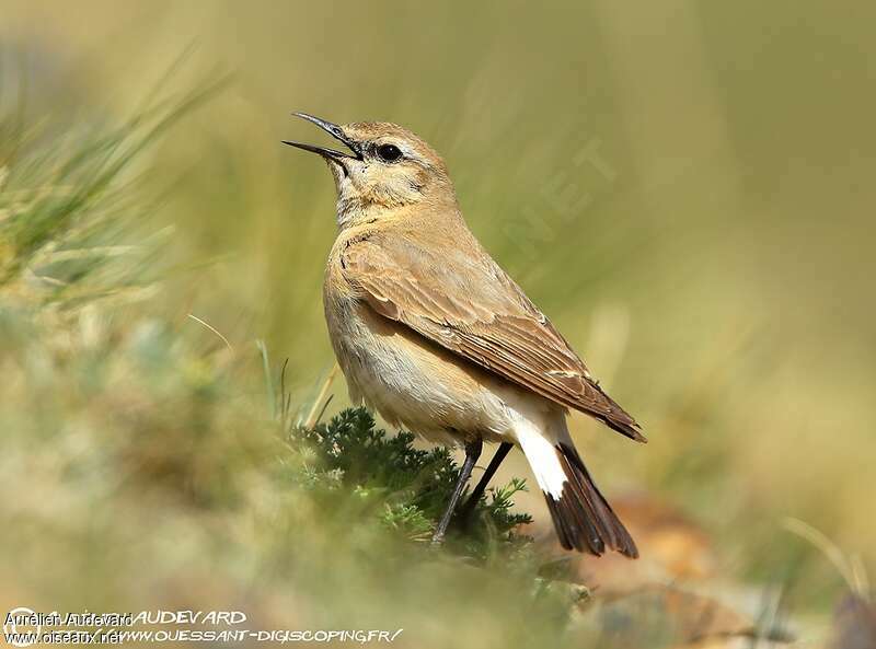 Isabelline Wheatearadult, pigmentation, song