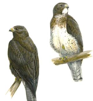 Swainson's Hawk