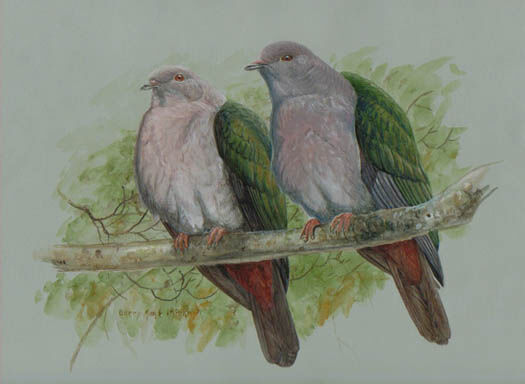 Green Imperial Pigeon