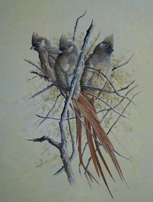 Speckled Mousebird