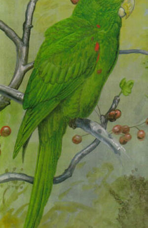 Conure maîtresse