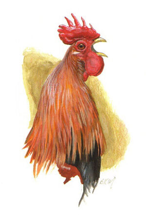 FICHE COQS BANKIVA Coq.bankiva.bkma.0p