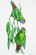 Camiguin Hanging Parrot