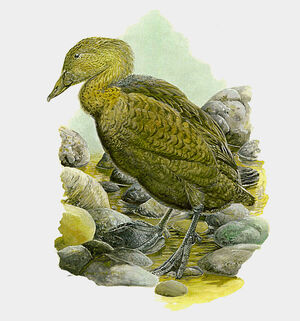 Eider à tête grise