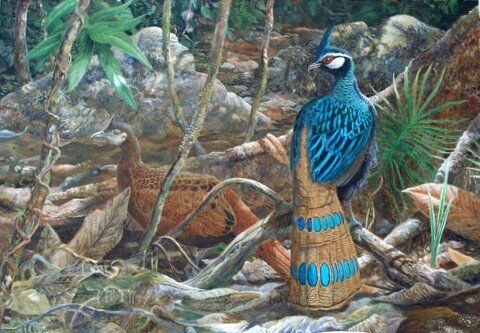 Palawan Peacock-Pheasant