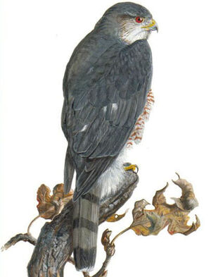Sharp-shinned Hawk