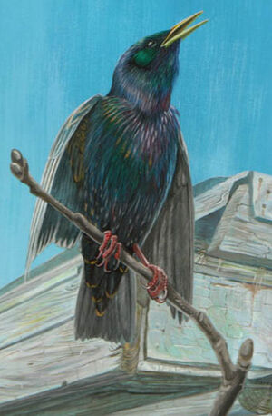 Common Starling