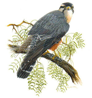 Aplomado Falcon