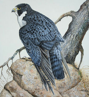 Peregrine Falcon