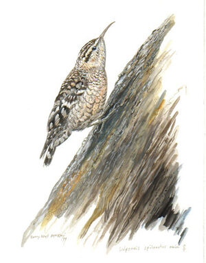 Spotted Creeper