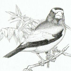 Evening Grosbeak