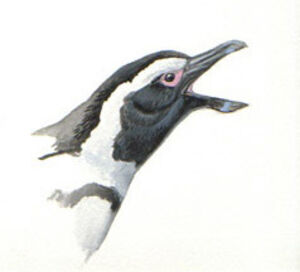 African Penguin