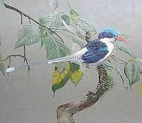 Common Paradise Kingfisher