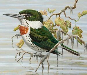 Amazon Kingfisher