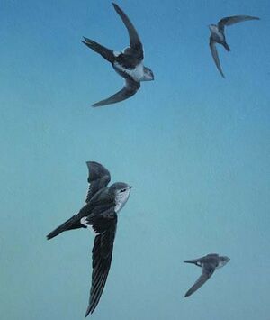 White-throated Swift