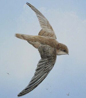 Chimney Swift