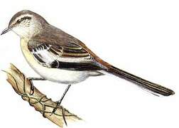 White-banded Mockingbird