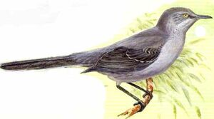 St Andrew Mockingbird
