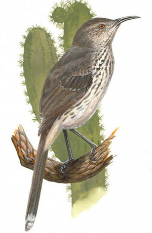 Grey Thrasher