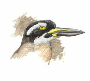Beach Stone-curlew