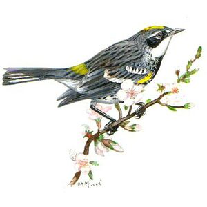 Paruline � croupion jaune