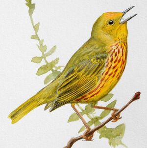 Mangrove Warbler