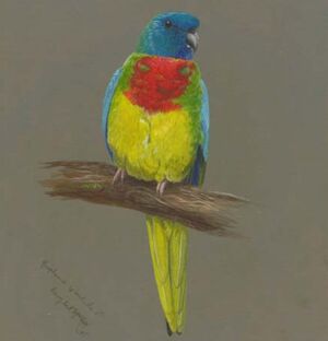 Scarlet-chested Parrot