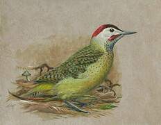 Spot-breasted Woodpecker