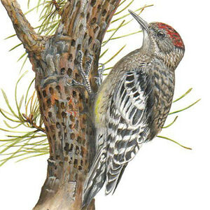 Yellow-bellied Sapsucker