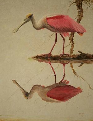 Roseate Spoonbill