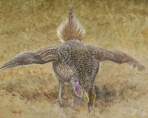Sharp-tailed Grouse