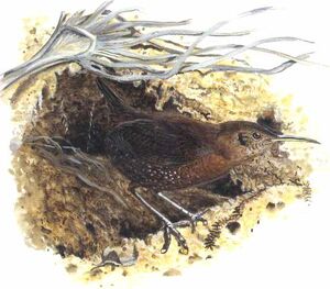 Sumichrast's Wren