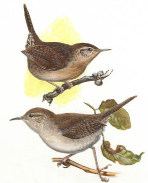 Brown-throated Wren