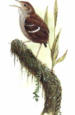 Wing-banded Wren