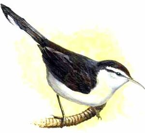 Bicolored Wren