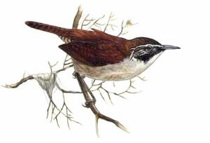 Troglodyte coraya