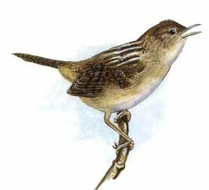 Troglodyte d'Apolinar