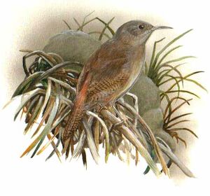 Cobb's Wren