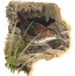 Nava's Wren