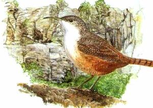 Canyon Wren