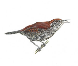 Riverside Wren