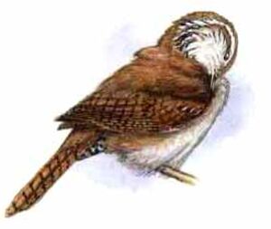 Sinaloa Wren