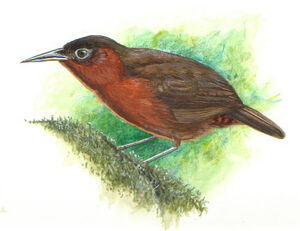 Chestnut-breasted Wren